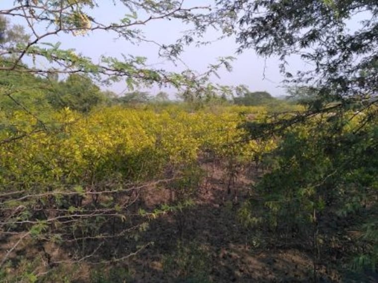 Bichitrapur Mangrove Sanctuary-4